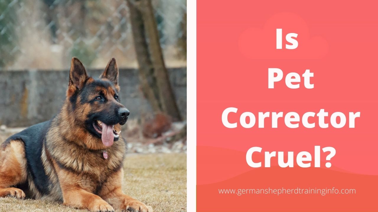 is-pet-corrector-cruel-purrfect-paws