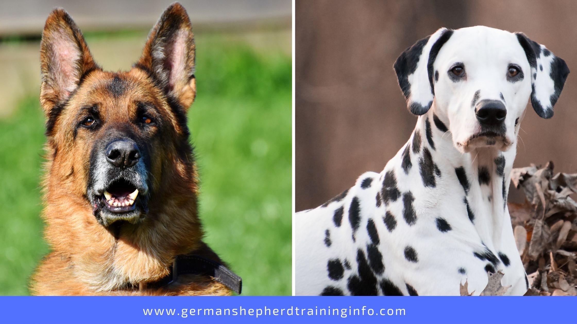 German Shepherd vs Dalmatian: Size, Coat, Appearance, Fitness