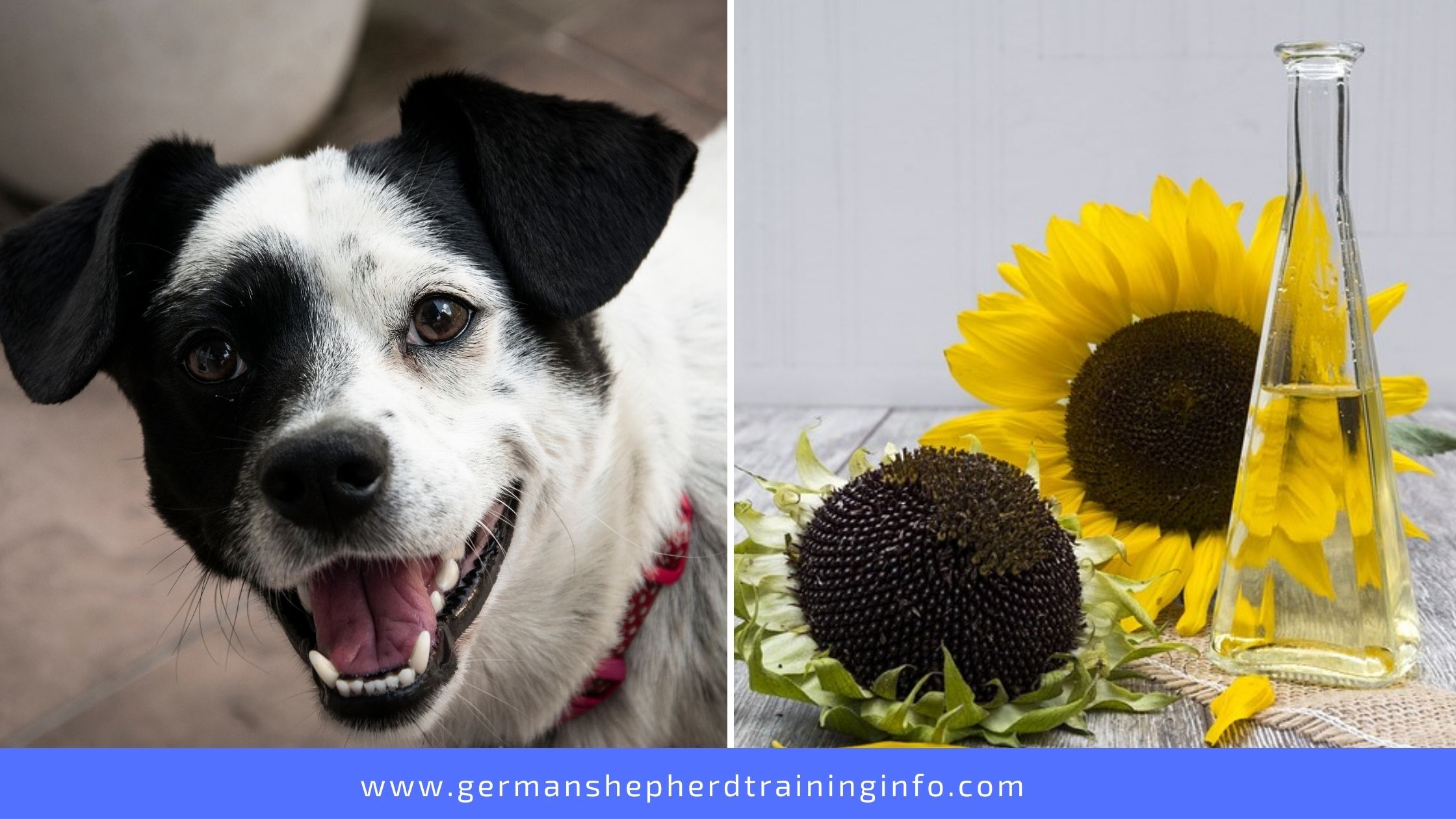Artistic Can Dogs Eat Sunflower Oil Picture for Mobile Artistic Can Dogs Eat Sunflower Oil Picture for Mobile